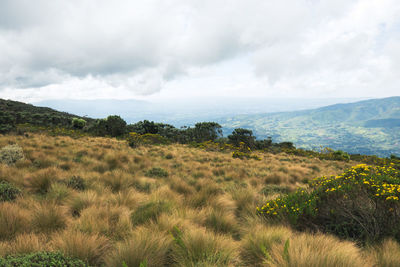 High altitude moorland in the 7 ponds hiking trail in aberdare national park, kenya 