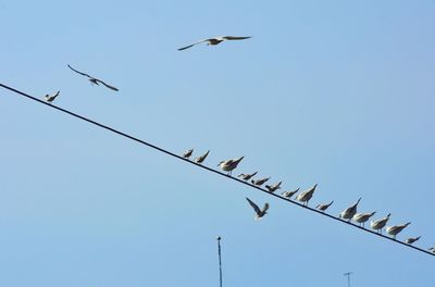 Low angle view of birds flying in sky