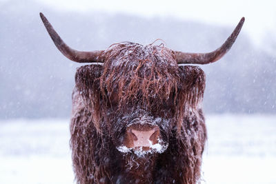 Highland cow outdoor in the snow