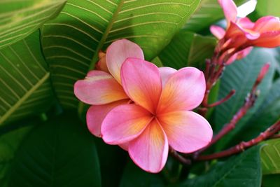 Close-up of pink frangipani on plant