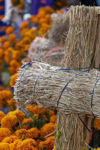 Close-up of plant