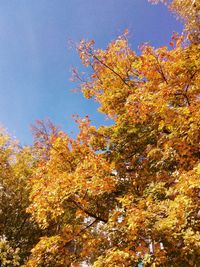 High section of trees against clear blue sky