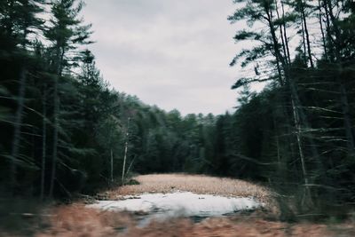 Pine trees in forest against sky