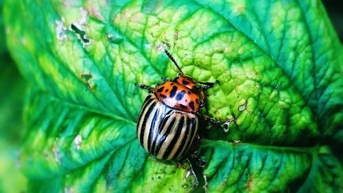 Close-up of insect on flower