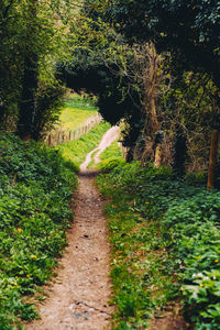 Footpath amidst plants and trees in forest