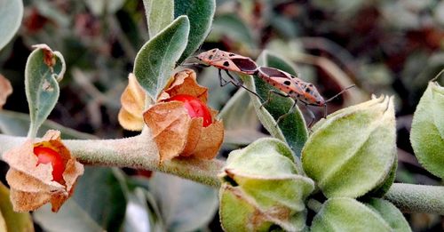 Close-up of butterfly on plant