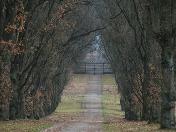 Street amidst trees during autumn