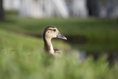 Close-up of a bird on grass