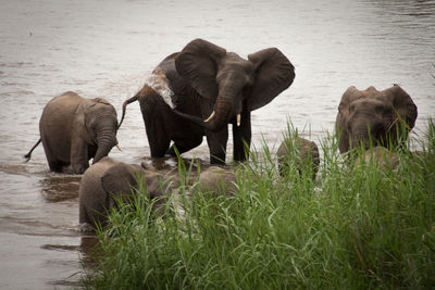 View of elephant in the sea