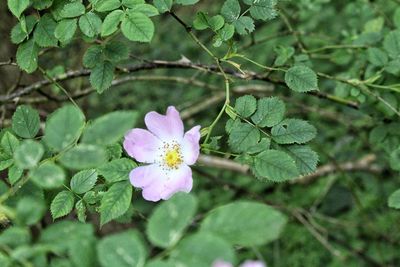 Close-up of fresh purple flower blooming in garden