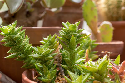 Close-up of succulent plant