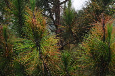 Close-up of palm trees