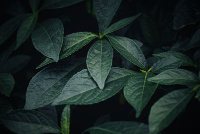 Full frame shot of leaves