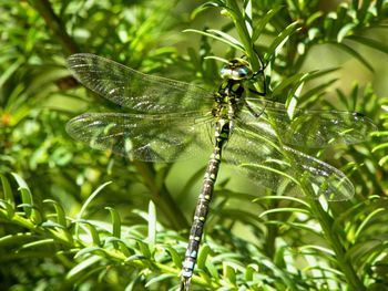 Close-up of dragonfly on plant