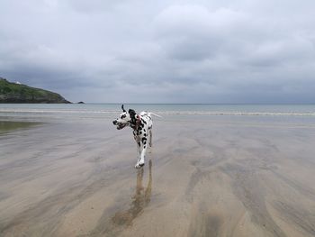 Dog standing on beach against sky