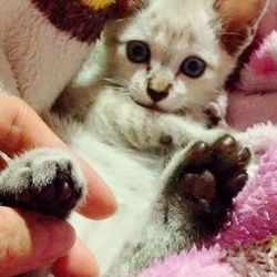 Close-up of cropped hand holding cat