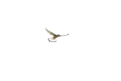 Close-up of insect flying over white background