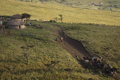 High angle view of horse on field