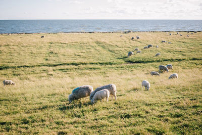 Sheep in a sea