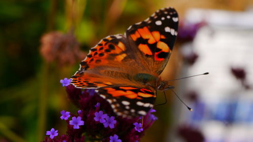Close-up of butterfly pollinating on flower