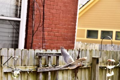 A mourning dove flying