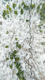 Close-up of tree branches