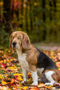 Dog looking away