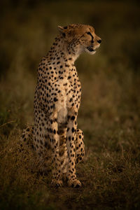 View of a cat looking away