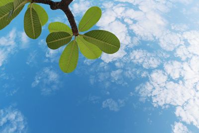 Beautiful green leaves on branches with blue sky backdrop. plumeria or frangipani leaf in garden.