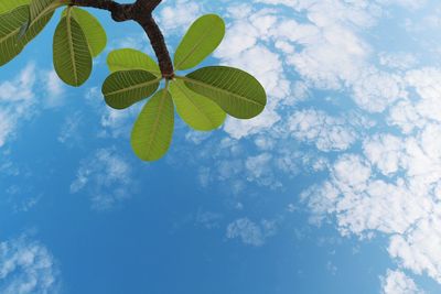 Low angle view of leaves against sky