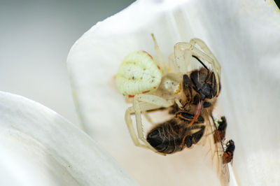 Close-up of bee on white flower