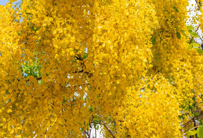 Full frame shot of yellow flowering plants