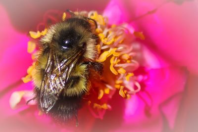 Close-up of bee on pink flower