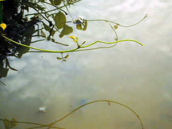 Close-up of plants against blurred background