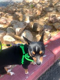 High angle portrait of dog relaxing outdoors