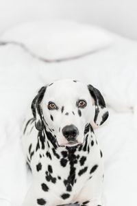 Close-up portrait of dog