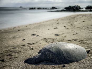 Tortoise at beach against sky