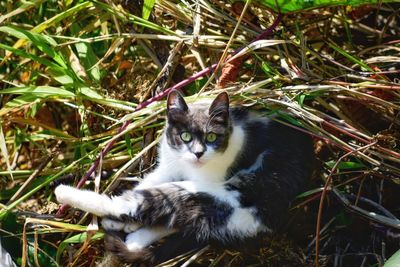 Portrait of a cat on field