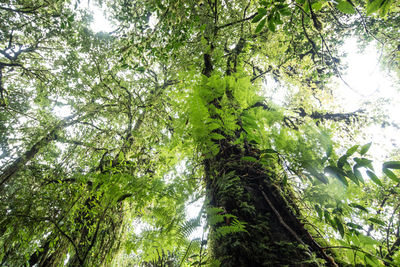 Low angle view of bamboo trees in forest