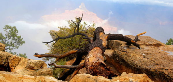 Low angle view of tree trunk against sky