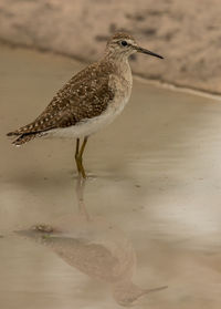Close-up of bird perching on a land