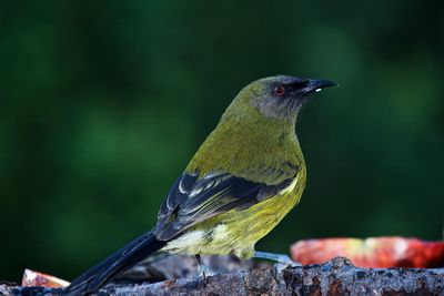 Close-up of bird perching on branch