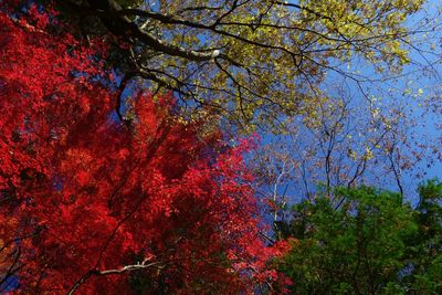 Low angle view of tree against sky