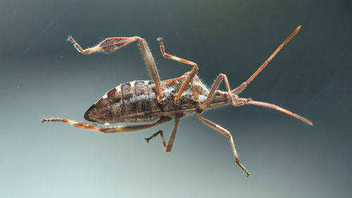 Close-up of insect