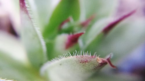 Close-up of purple flowers