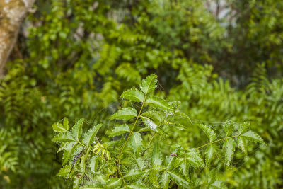 Close-up of fresh green leaves