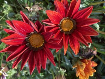 Close-up of red dahlia