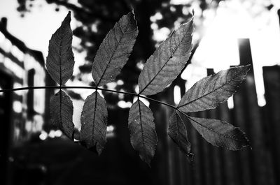 Close-up of leaves