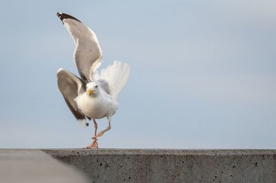 Seagull on a wall