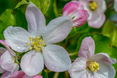 Close-up of wet purple flowering plants during rainy season